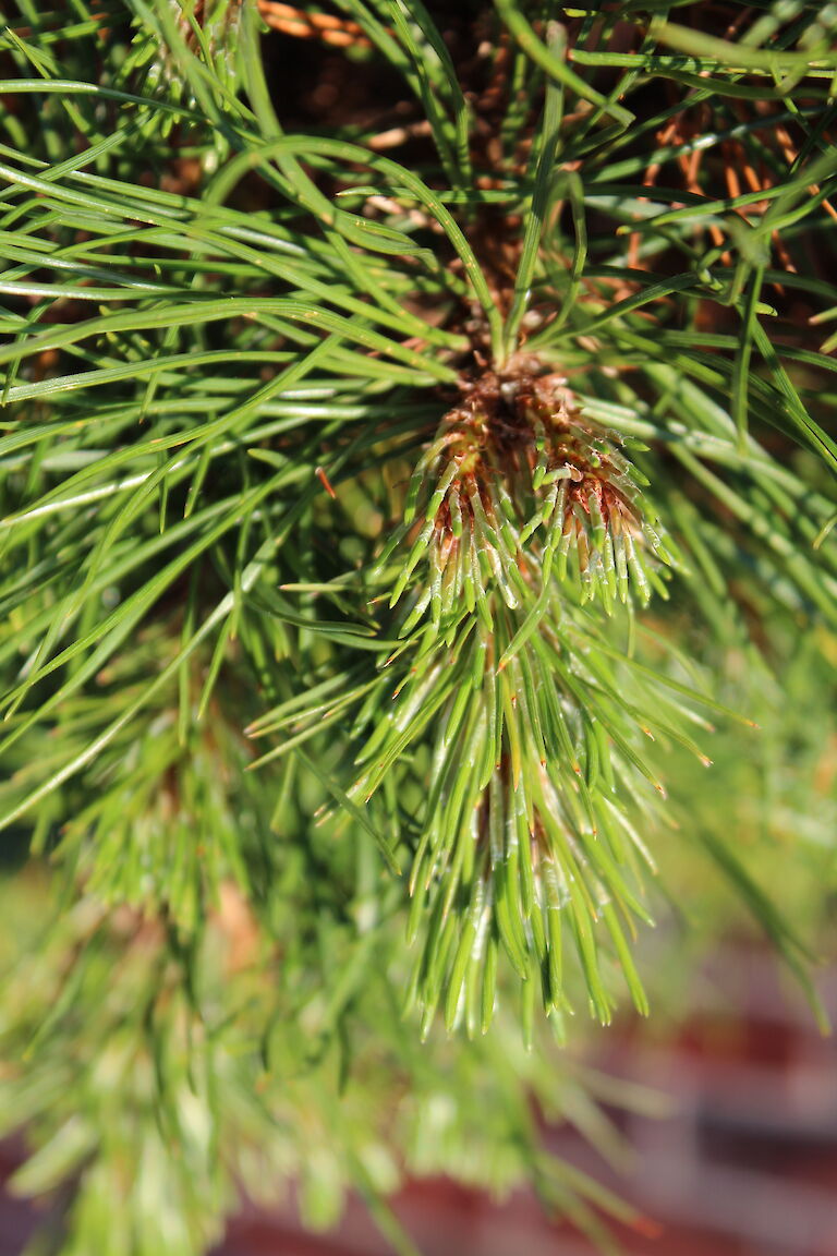 Pinus mugo 'Varella'