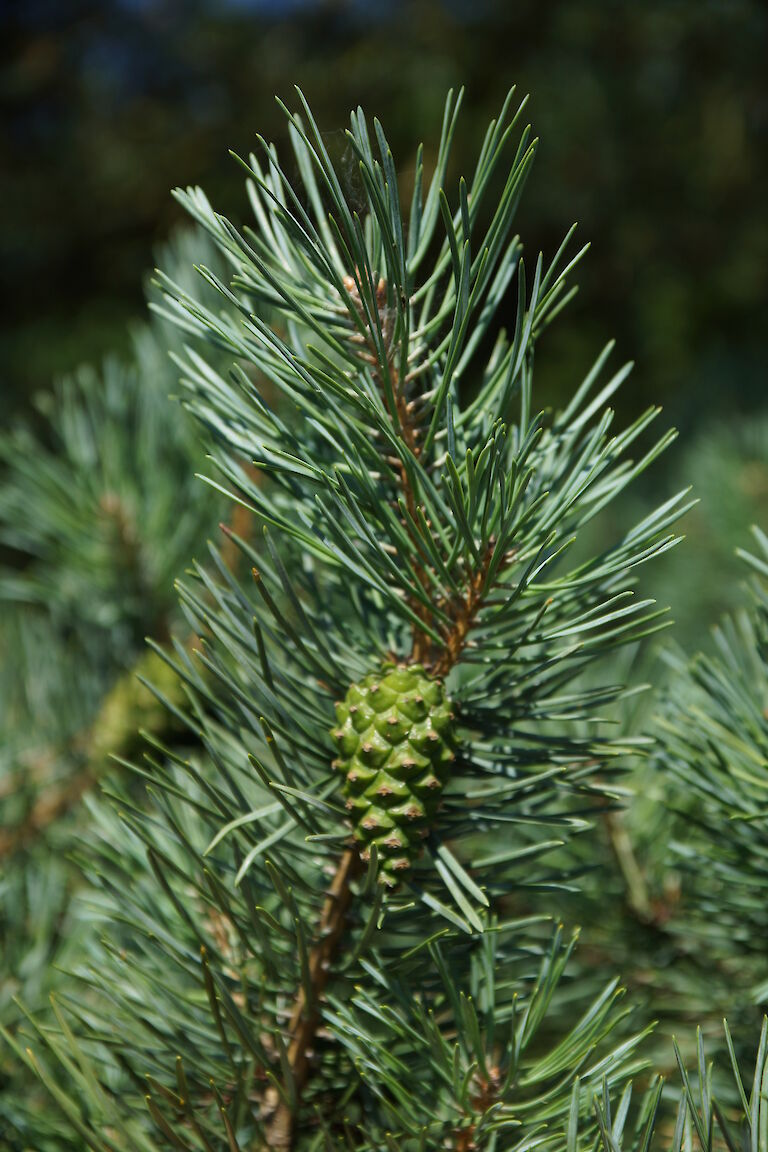 Pinus sylvestris