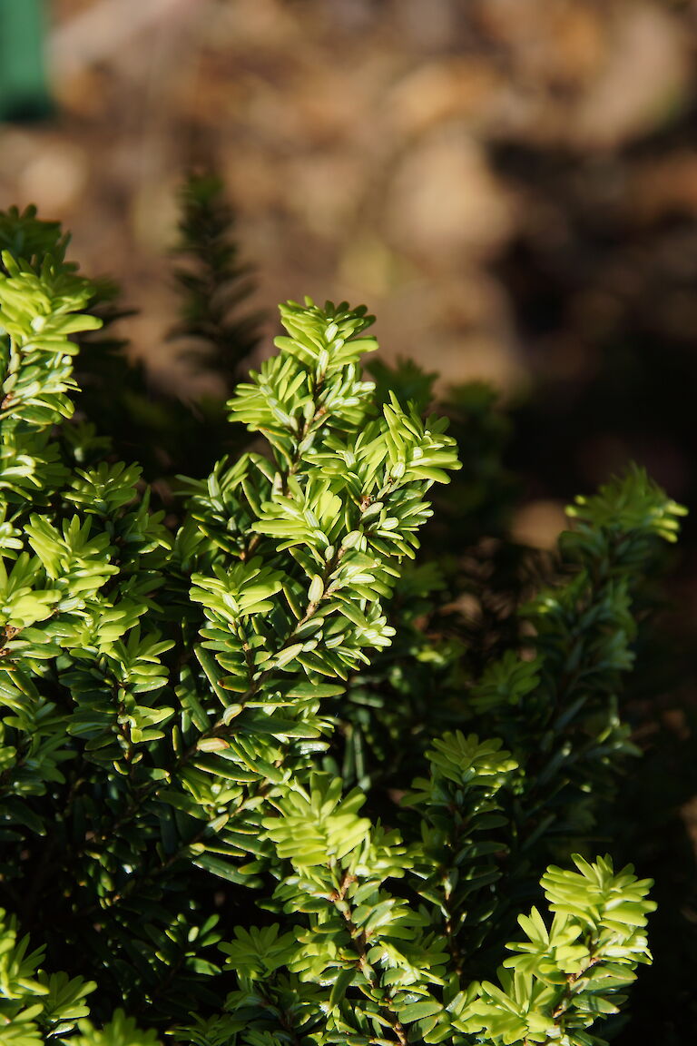 Tsuga canadensis 'Cracilis'