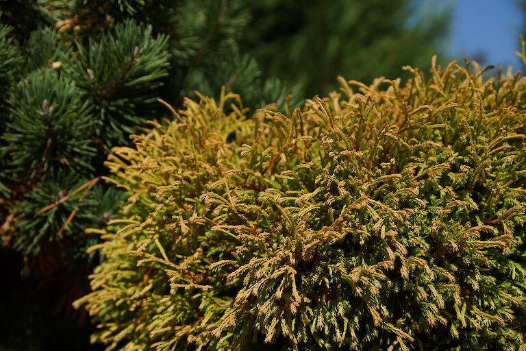 Thuja occidentalis 'Golden Tuffet'