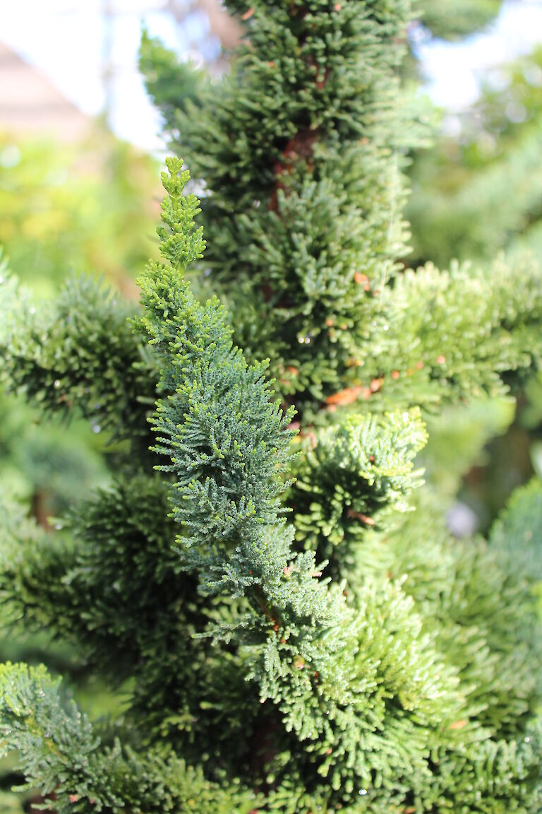 Chamaecyparis lawsonia 'Wissel's Saguaro'