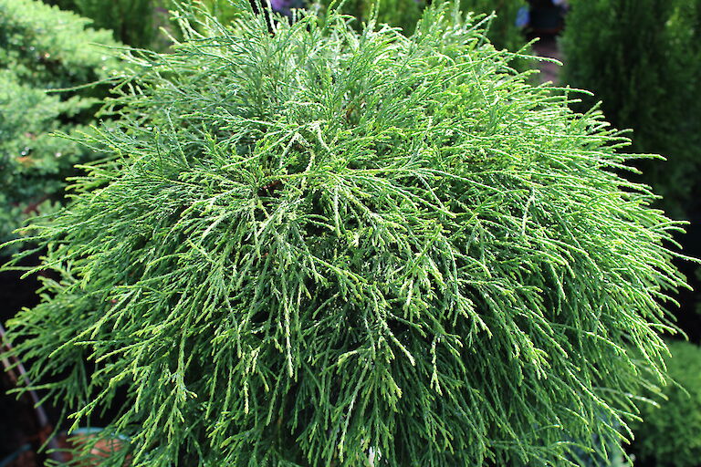 Chamaecyparis pisifera 'Sungold'