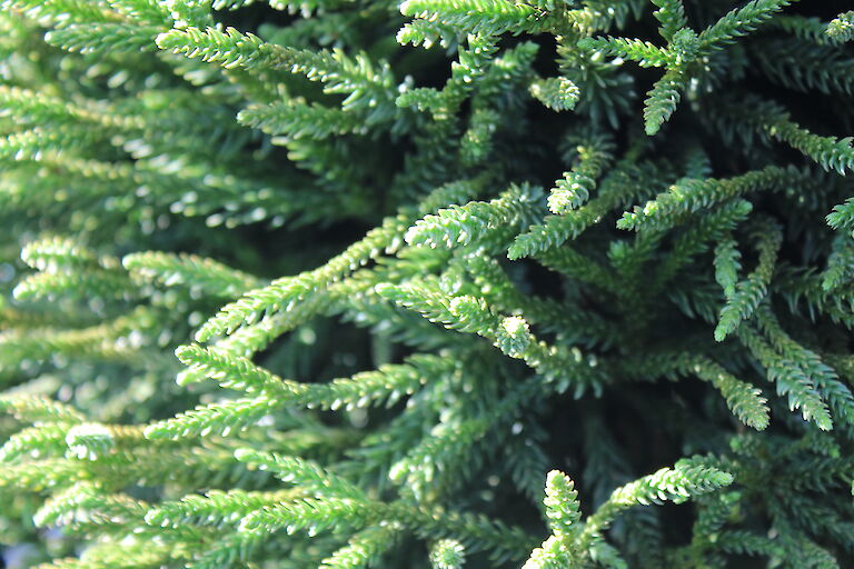 Cryptomeria japonica 'Little Champion'