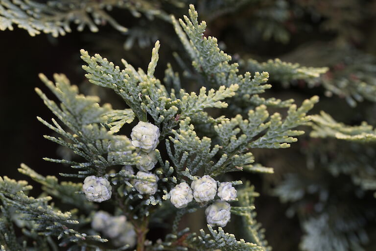 Chamaecyparis lawsoniana Yellow Spot