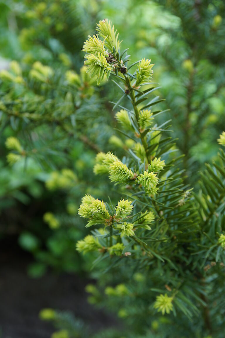 Taxus cuspidata 'Typ Booy'