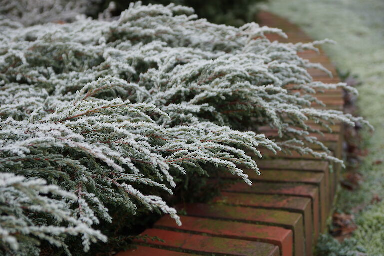 Juniperus communis 'Green Carpet' Winter