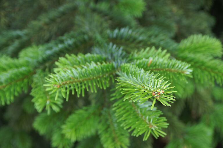 Abies nordmanniana