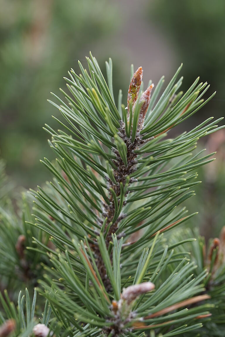 Pinus mugo Humpy