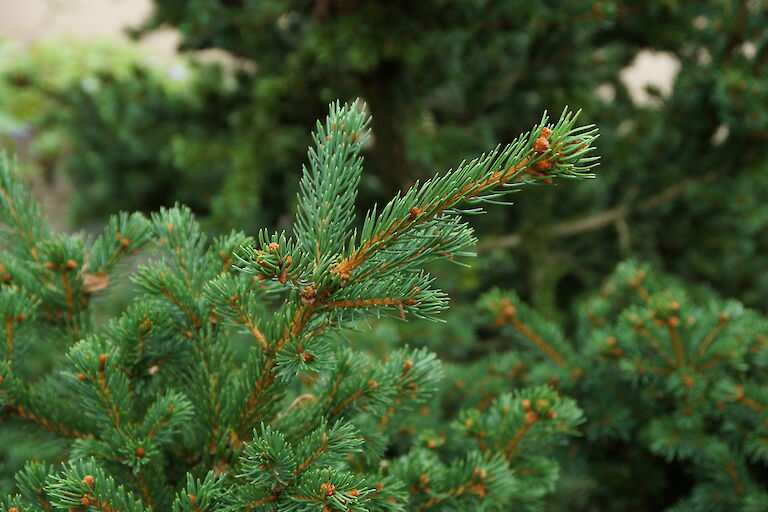 Picea pungens 'Lucky Strike'