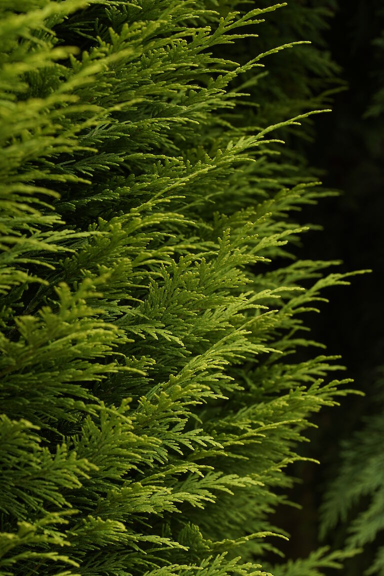 Chamaecyparis lawsoniana Erecta Aurea