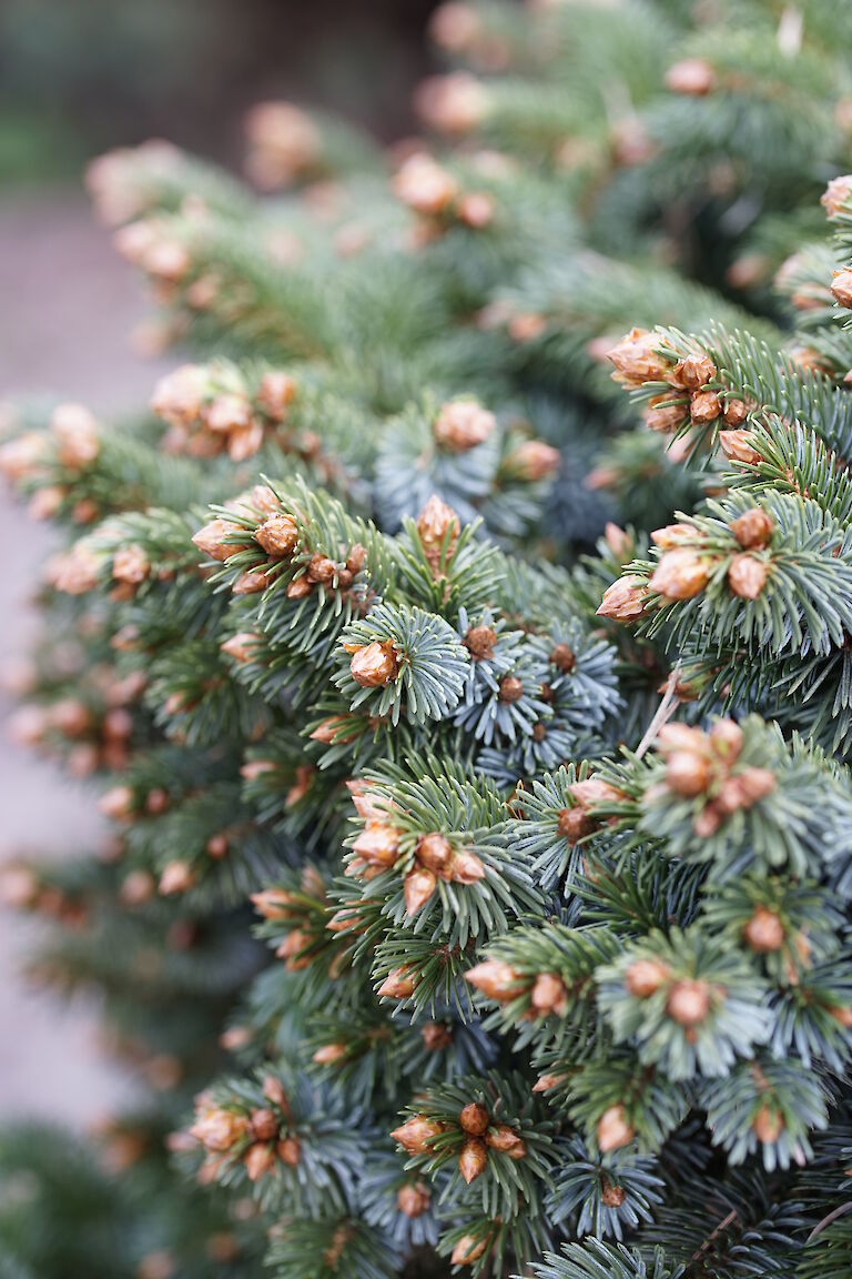 Picea sitchensis Silberzwerg