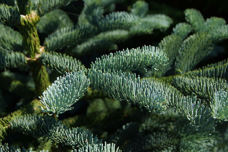 Abies procera 'Procumbens'