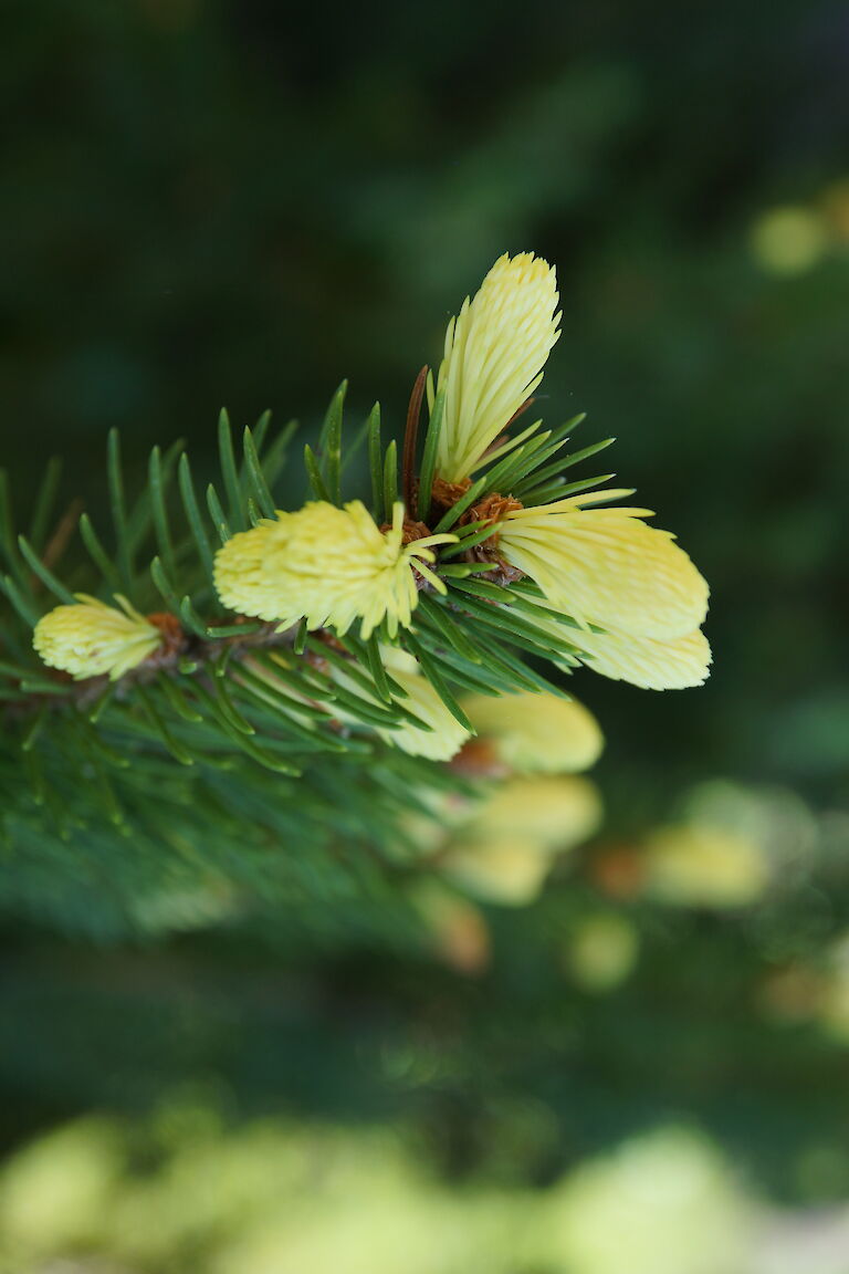 Picea pungens 'Maigold'