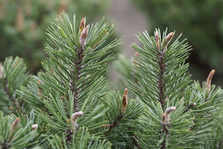 Pinus mugo Humpy