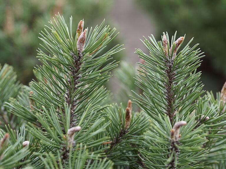 Pinus mugo Humpy