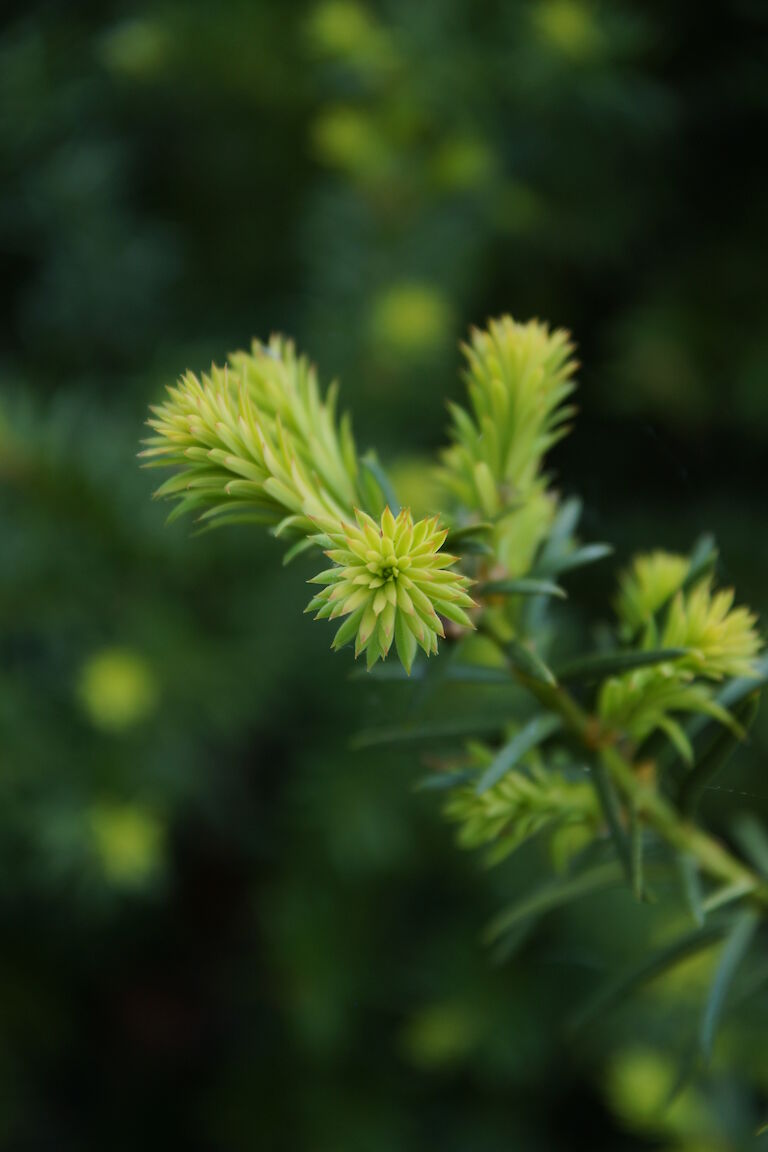 Taxus cuspidata 'Typ Booy'