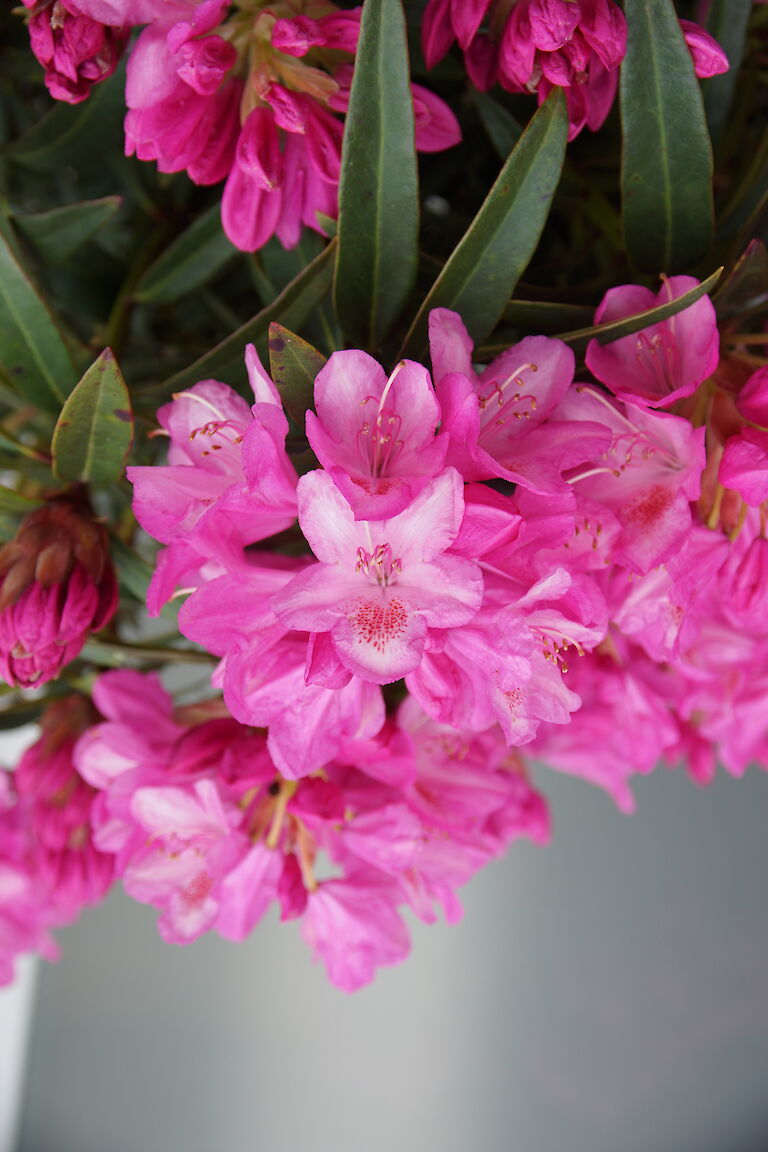 Rhododendron Graziella