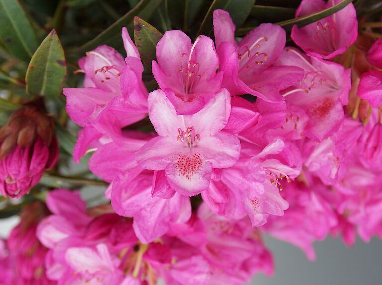 Rhododendron Graziella