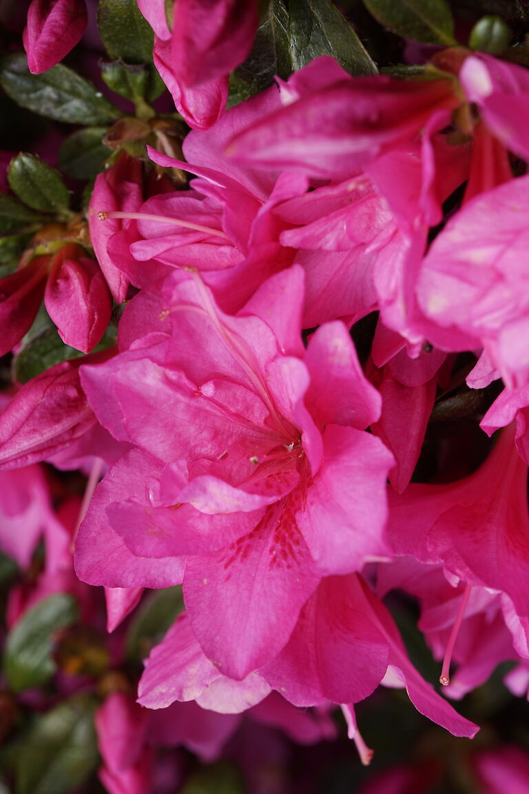 Rhododendron obtusum Canzonetta