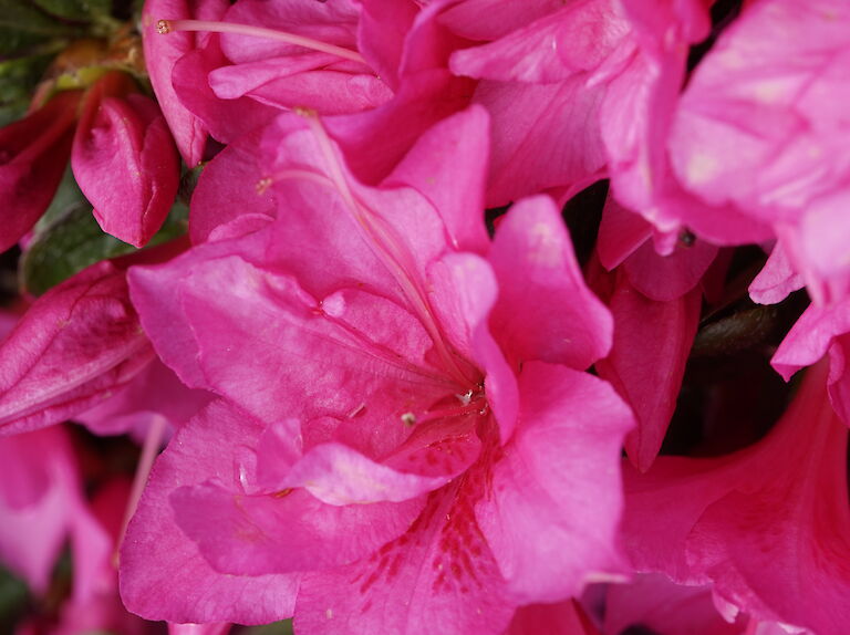 Rhododendron obtusum Canzonetta