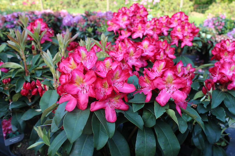 Rhododendron Junifeuer