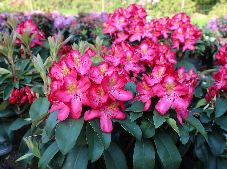 Rhododendron Junifeuer