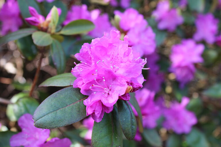 - Rhododendron 'P.J. Mezit'