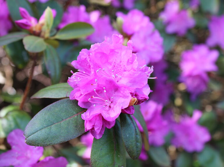 - Rhododendron 'P.J. Mezit'