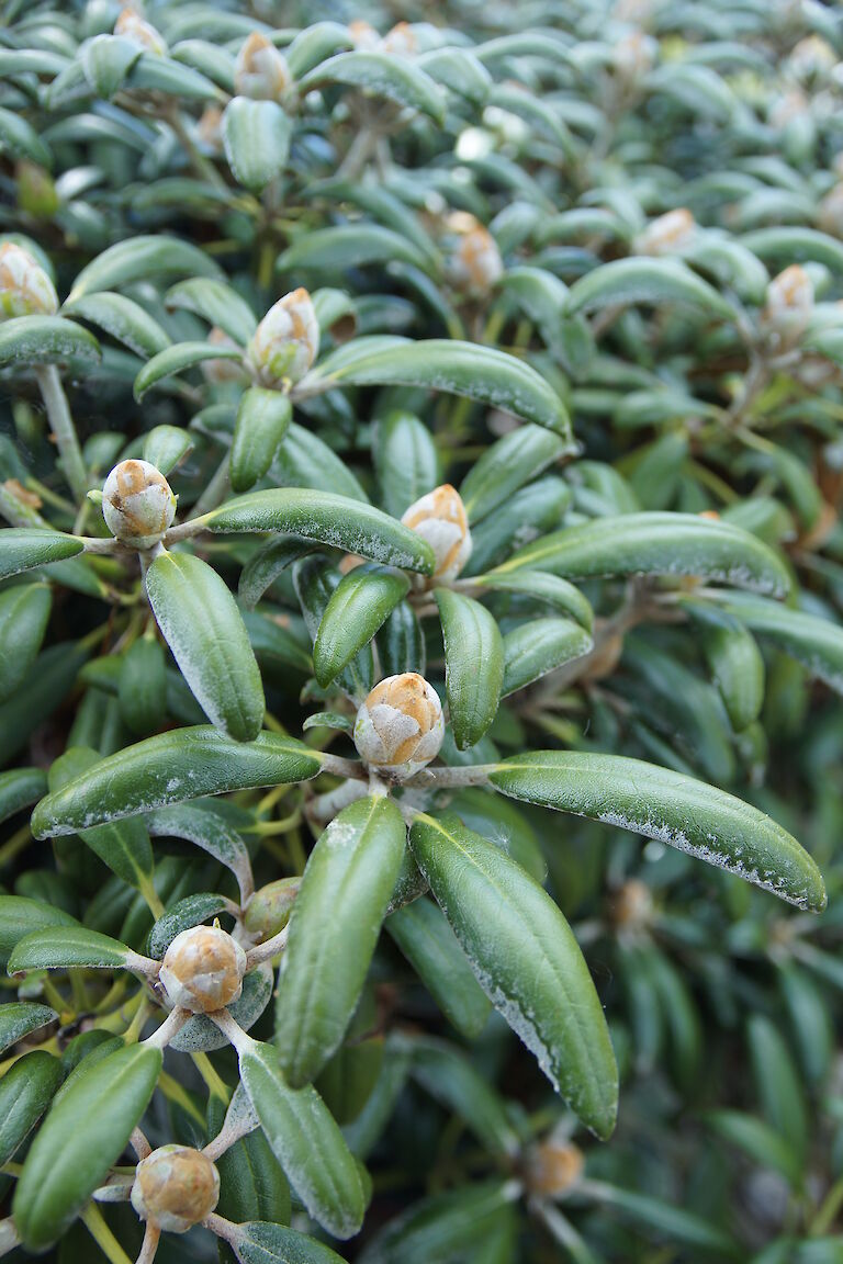 Rhododendron yakushimanum 'First Class Certificate'