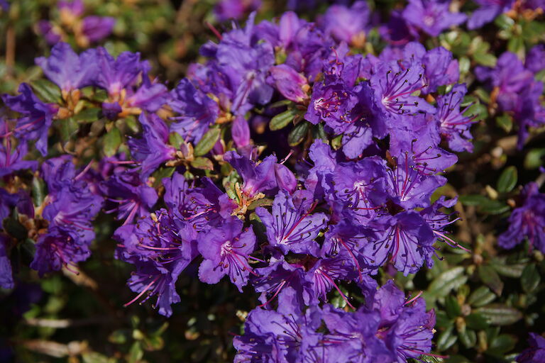 Rhododendron 'Saint Merryn'