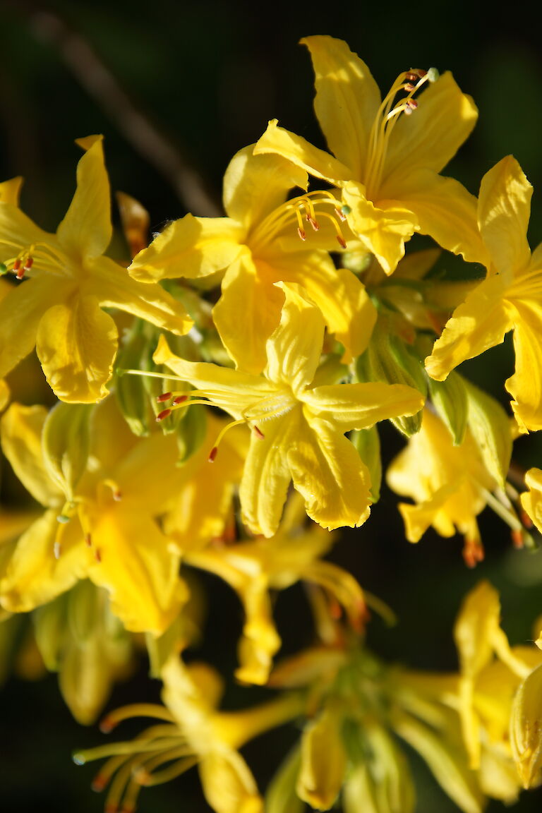 Rhododendron luteum