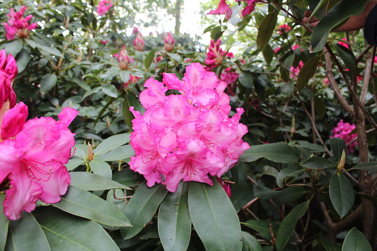 Rhododendron Blüte - pink