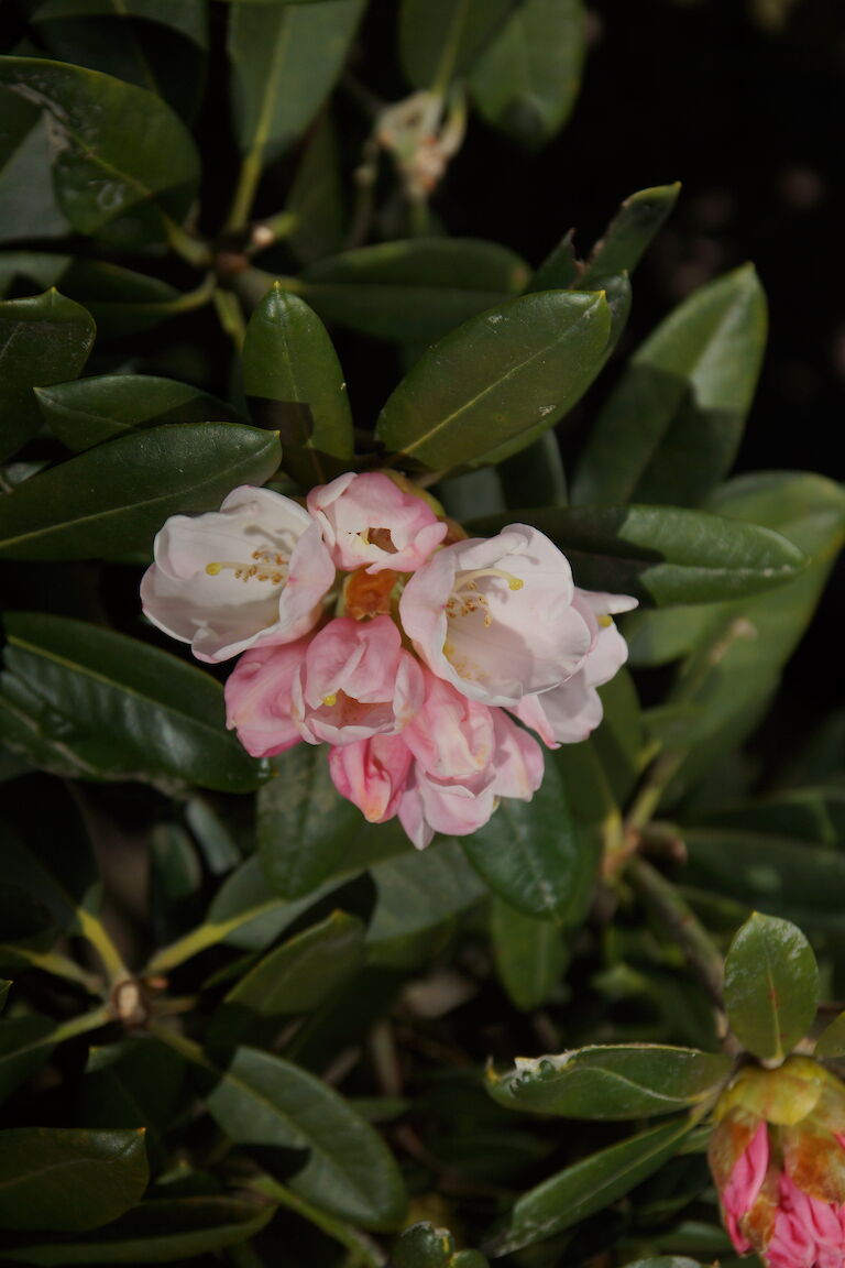  Rhododendron pachysanthum 'Silver Dane'