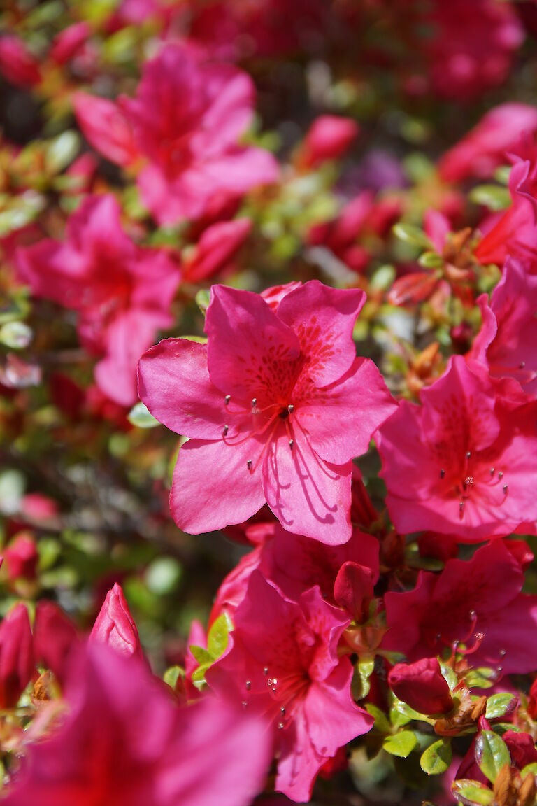  Rhododendron obtusum 'Bambino'