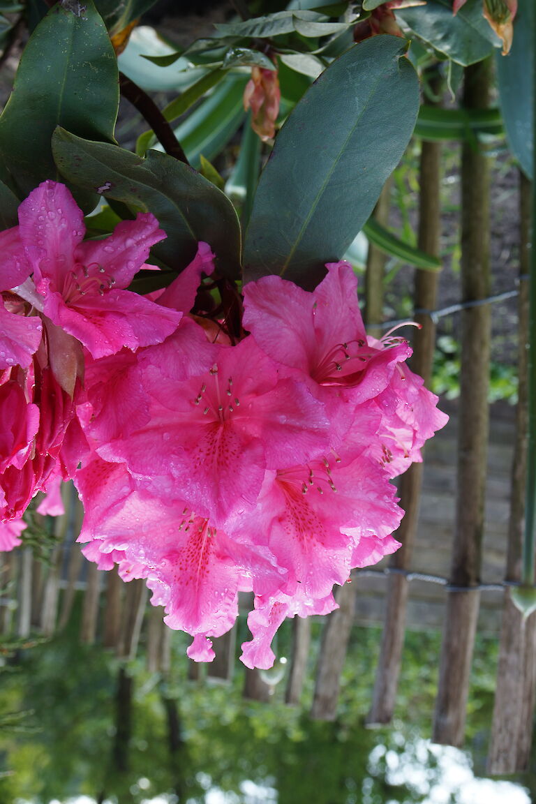 Rhododendron 'Caruso'