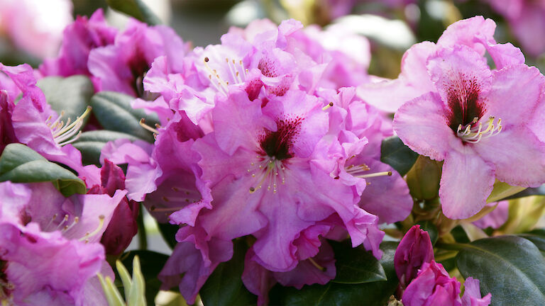 Rhododendron 'Ornament'