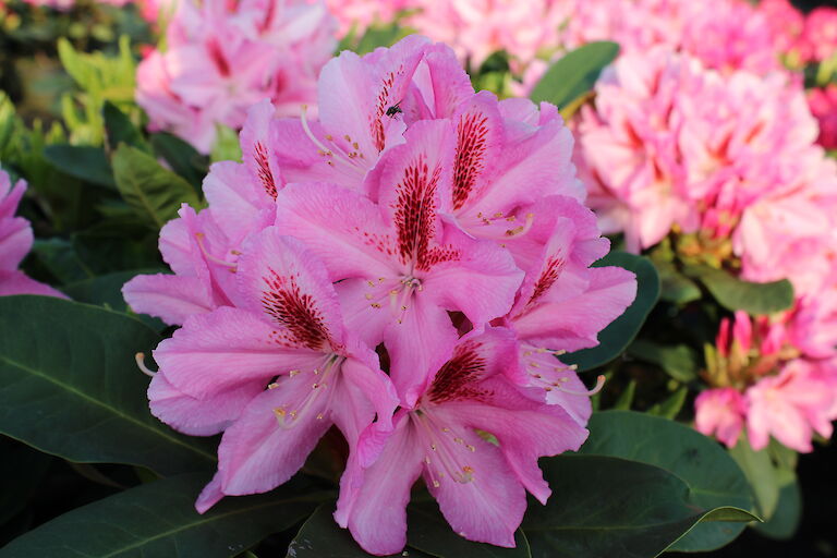 Rhododendron Furnivalls Daughter