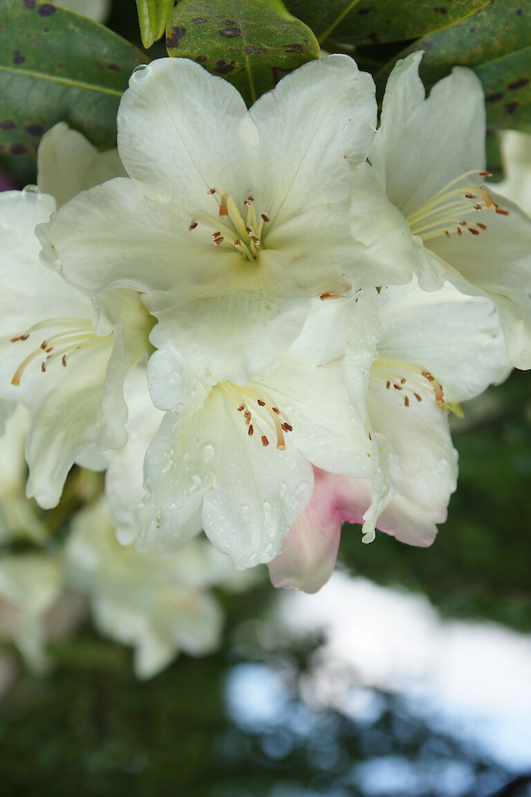 Rhododendron Lachsgold