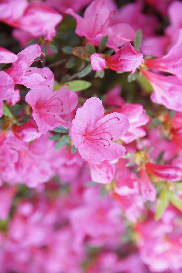 Rhododendron obtusum Madame Albert van Hecke