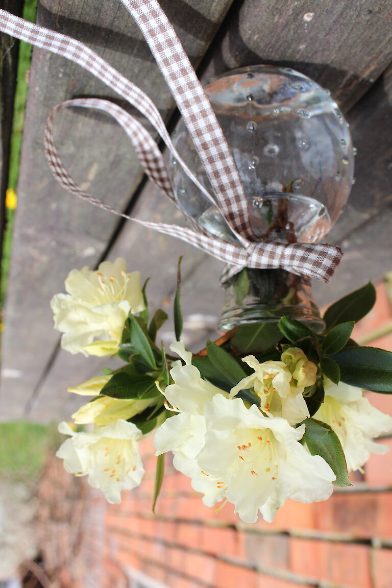 Rhododendron keiskei 'Patty Bee'