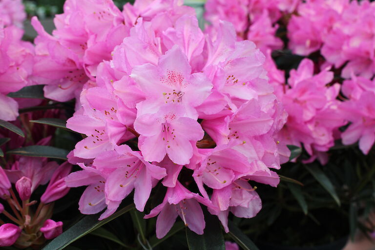 Rhododendron Graziella