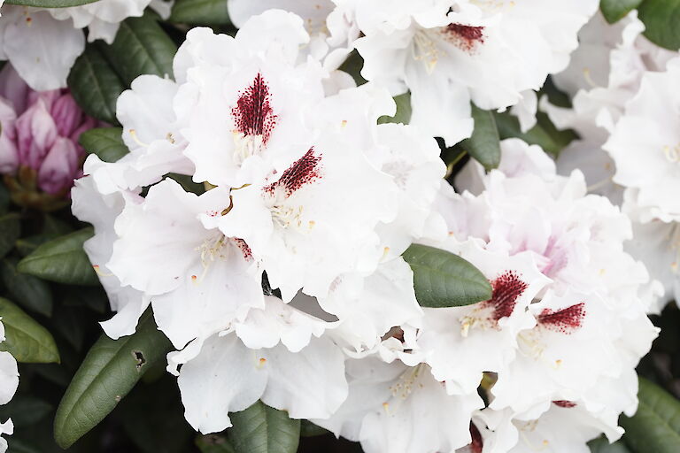 Rhododendron yakushimanum Harkwood Premiere