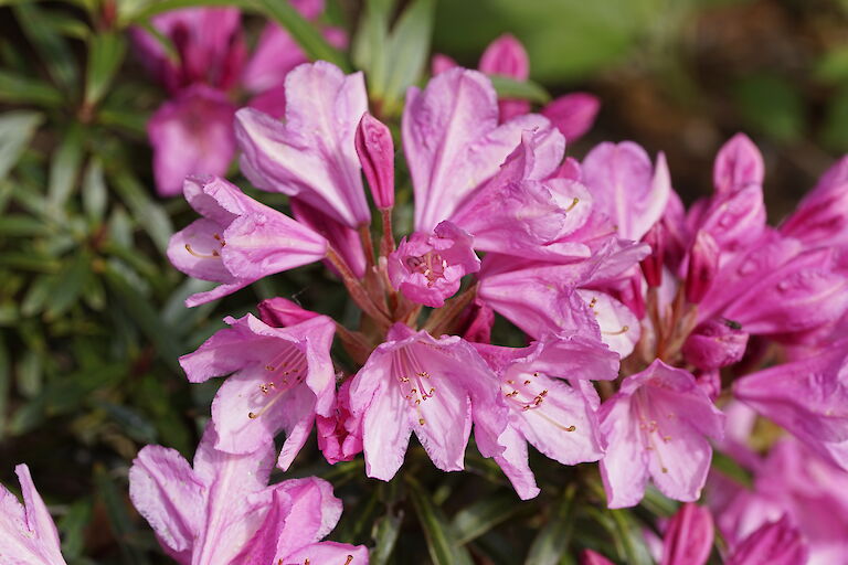 Rhododendron ponticum Graciella