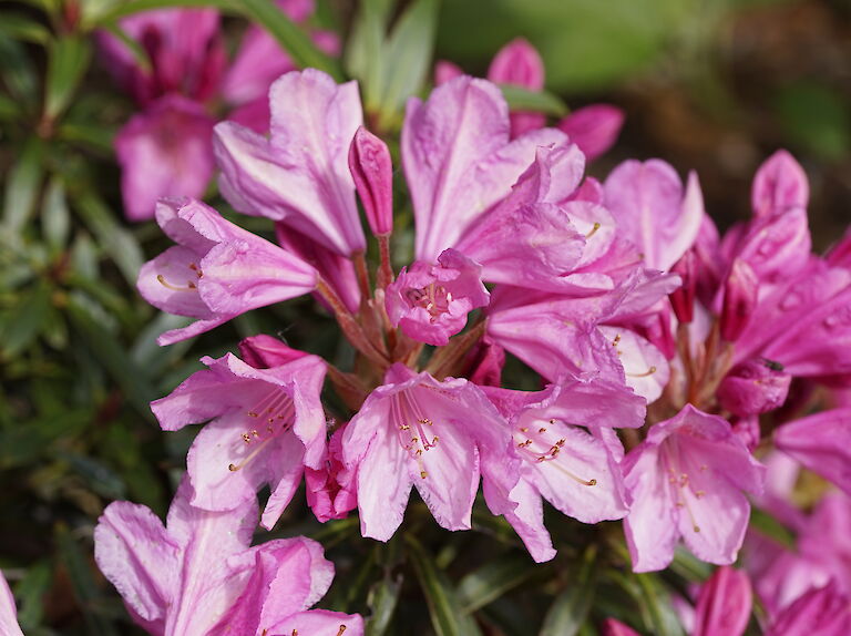 Rhododendron ponticum Graciella