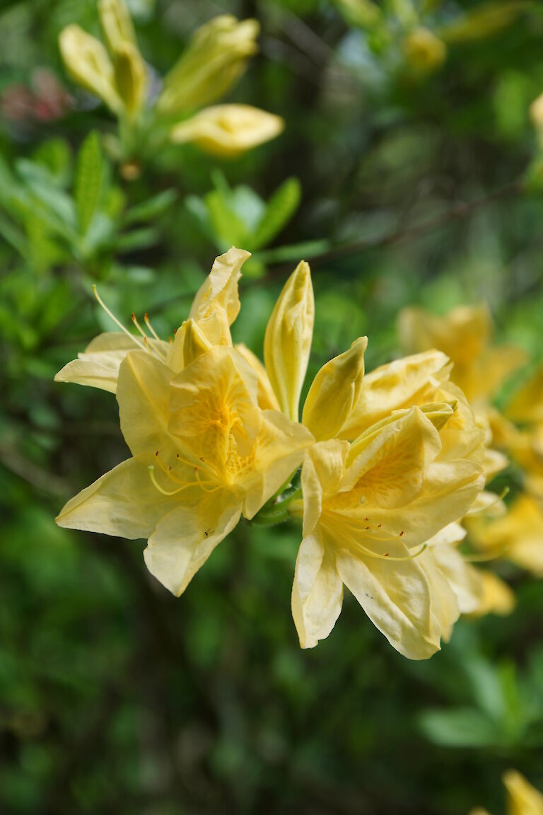 Rhododendron mollis Nicolaas Beets