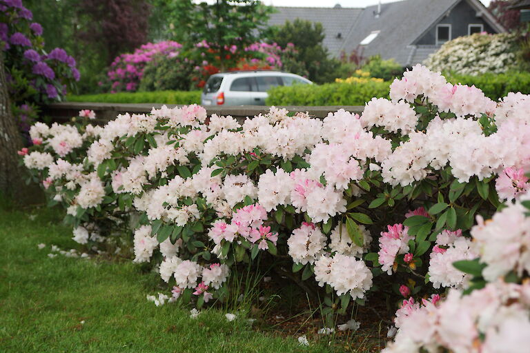 Rhododendron yakushimanum Dreamland Hecke