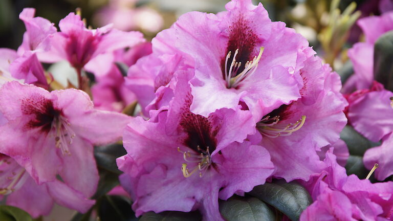 Rhododendron Ornament