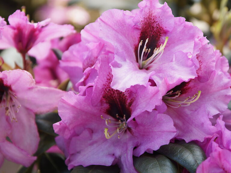 Rhododendron Ornament