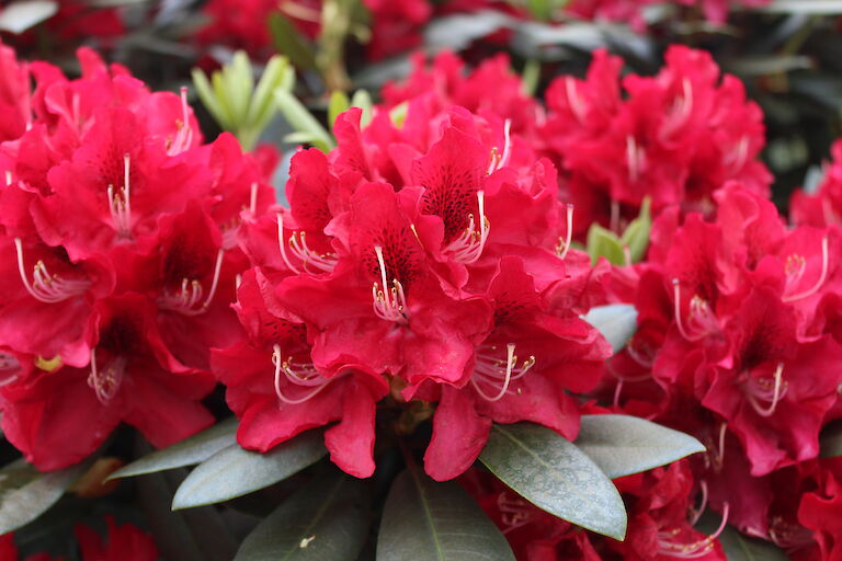 Rhododendron 'Karl Naue'