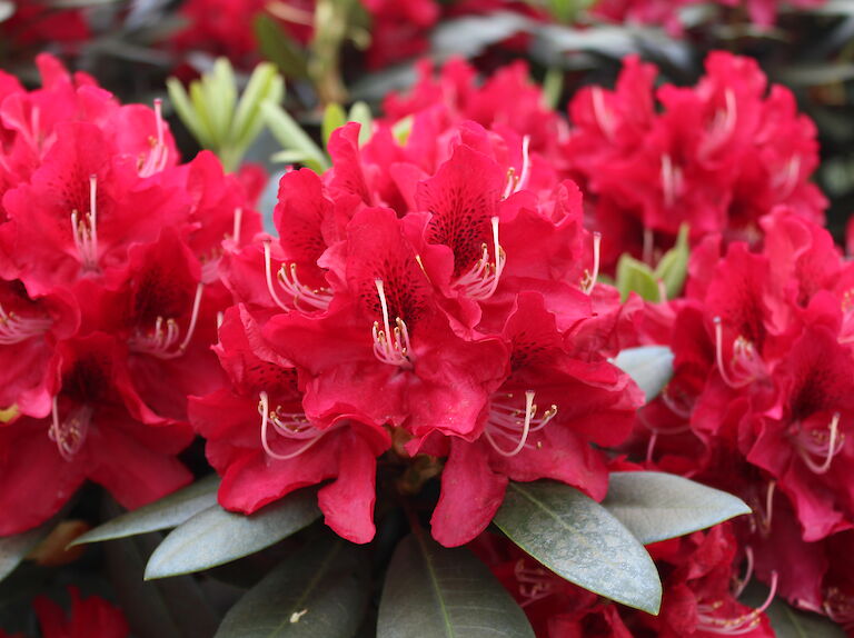 Rhododendron 'Karl Naue'